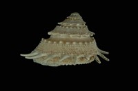 藏品(棘星螺)的圖片